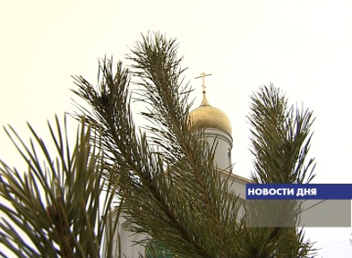 дерево добра