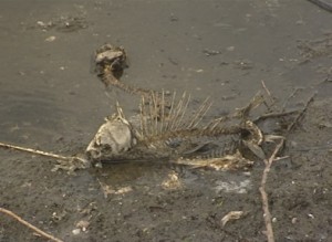 ГИБЕЛЬ РЫБЫ